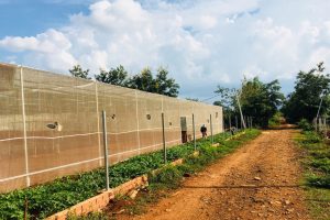 Bán đất Nông nghiệp đường A7 Phạm Ngũ Lão nối dài xã Cư Ebur Buôn Ma Thuột Đăk Lăk