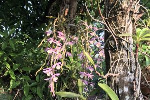 BÁN ĐẤT SÀO LÀM HOMESTAY NGHỈ DƯỠNG CÁCH TRUNG TÂM BUÔN MA THUỘT CHỈ CÓ 8 KM