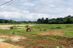 BÁN 4 SÀO ĐẤT BUÔN TARA HÒA ĐÔNG KRÔNG PĂK