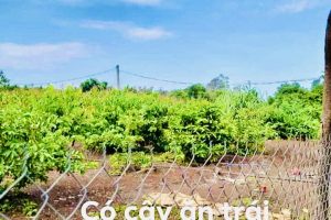 BÁN 3,2 SÀO ĐẤT VIEW RUỘNG VIEW HỒ THÍCH HỢP LÀM KHU NGHỈ DƯỠNG