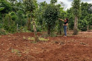 BÁN 815 m2 ĐẤT CÓ THỔ CƯ TẠI BUÔN JU EATU