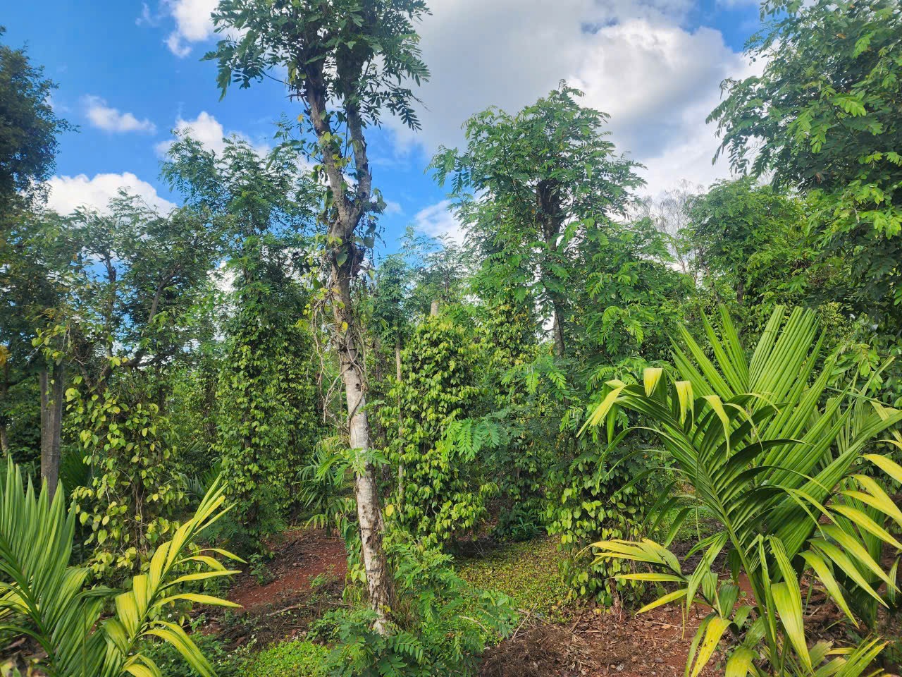 🏡 BÁN GẤP LÔ ĐẤT 2 MẶT TIỀN – P. THÀNH NHẤT, TP. BUÔN MA THUỘT